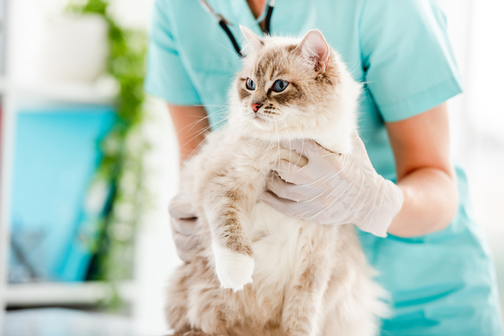assurance animaux - youdge comparateur d'assurance santé animaux